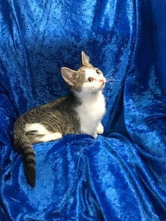 Pancake, an adoptable Bengal, Tabby in Gainesville, FL, 32614 | Photo Image 2