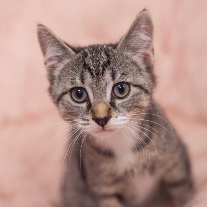 Valencia, an adoptable Domestic Short Hair & Tabby Mix in Ponte Vedra, FL_image-2