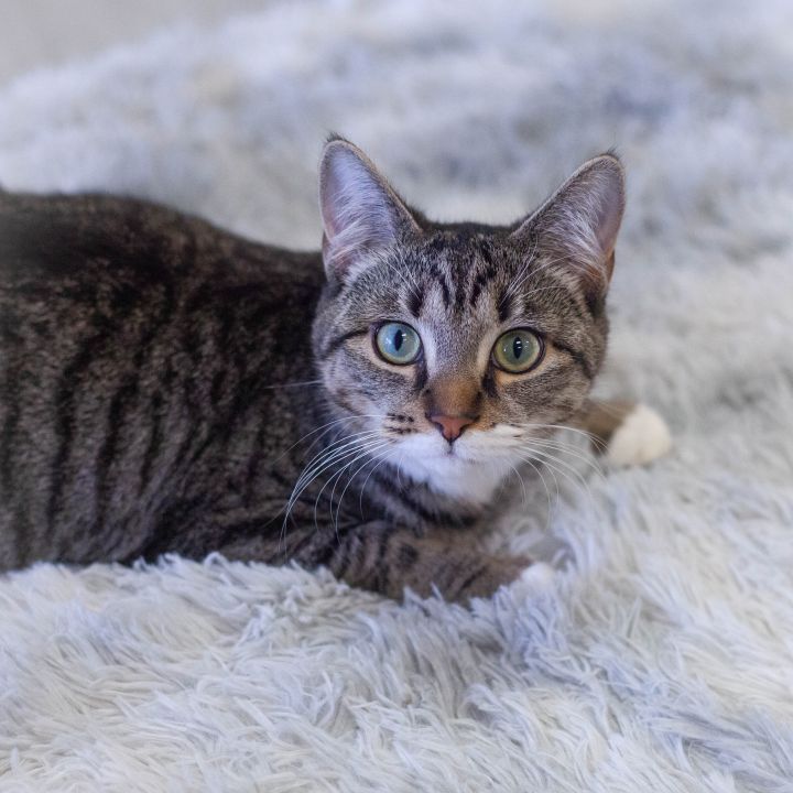 Valencia, an adoptable Domestic Short Hair & Tabby Mix in Ponte Vedra, FL_image-1