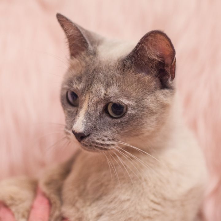 Valkyrie, an adopted Domestic Short Hair & Siamese Mix in Ponte Vedra, FL_image-2