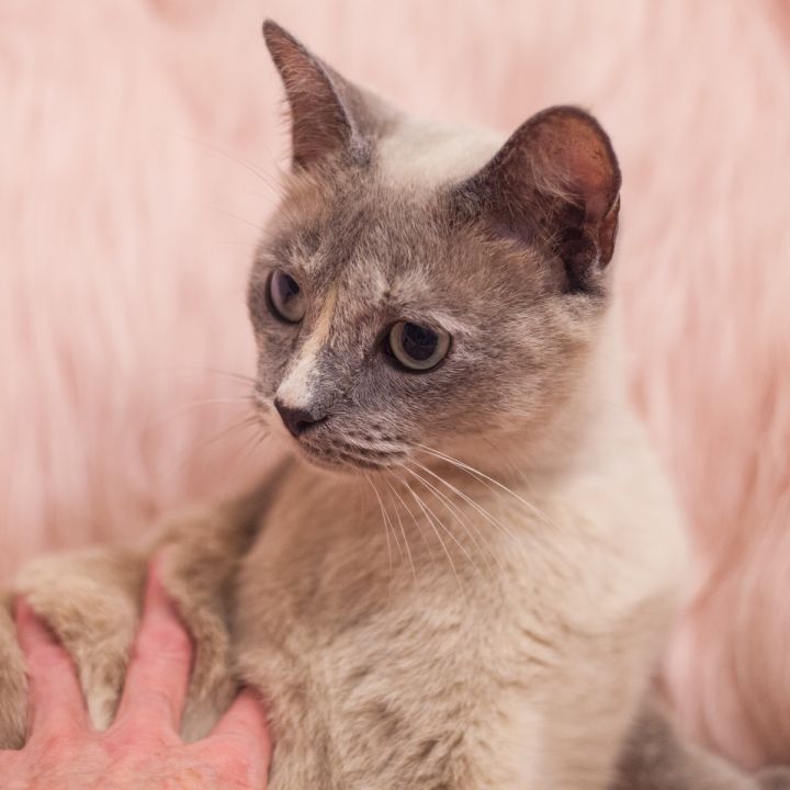 Valkyrie, an adopted Domestic Short Hair & Siamese Mix in Ponte Vedra, FL_image-4