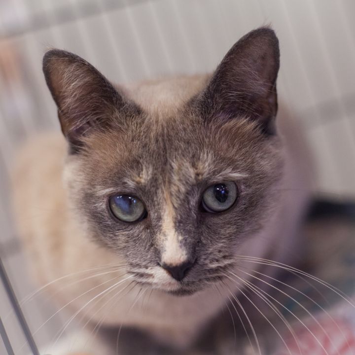 Valkyrie, an adopted Domestic Short Hair & Siamese Mix in Ponte Vedra, FL_image-1