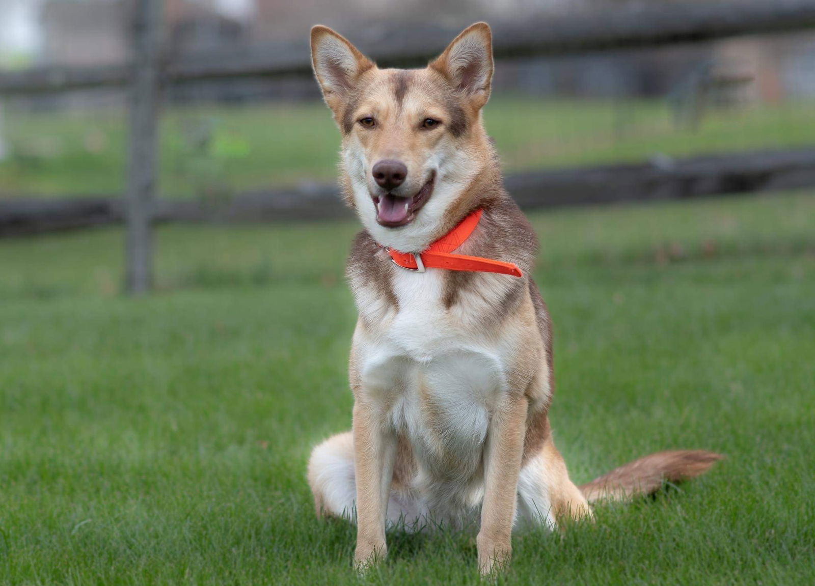 Dog for adoption Gianna * She's *, a Husky & German