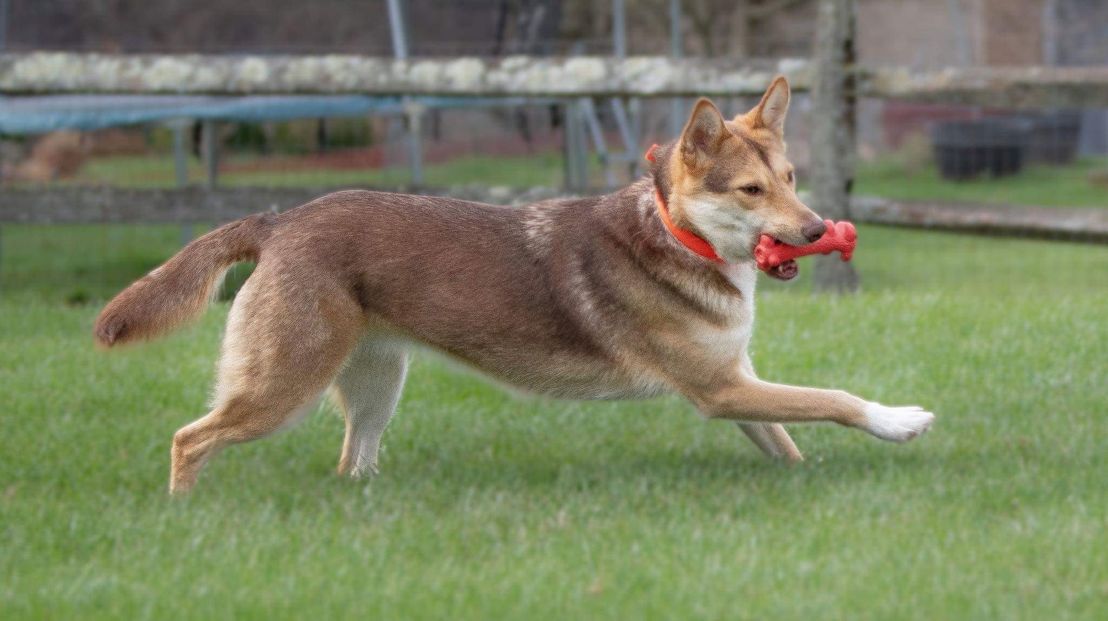 Gianna * She's gorgeous! *, an adoptable Husky, German Shepherd Dog in Florence, KY, 41022 | Photo Image 2