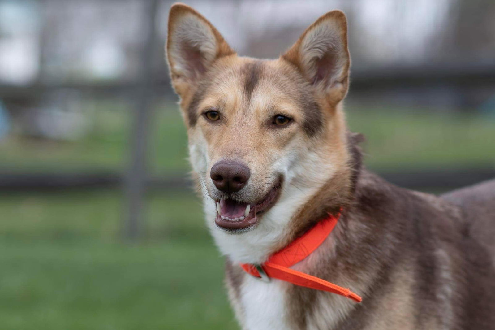 Gianna * She's gorgeous! *, an adoptable Husky, German Shepherd Dog in Florence, KY, 41022 | Photo Image 3