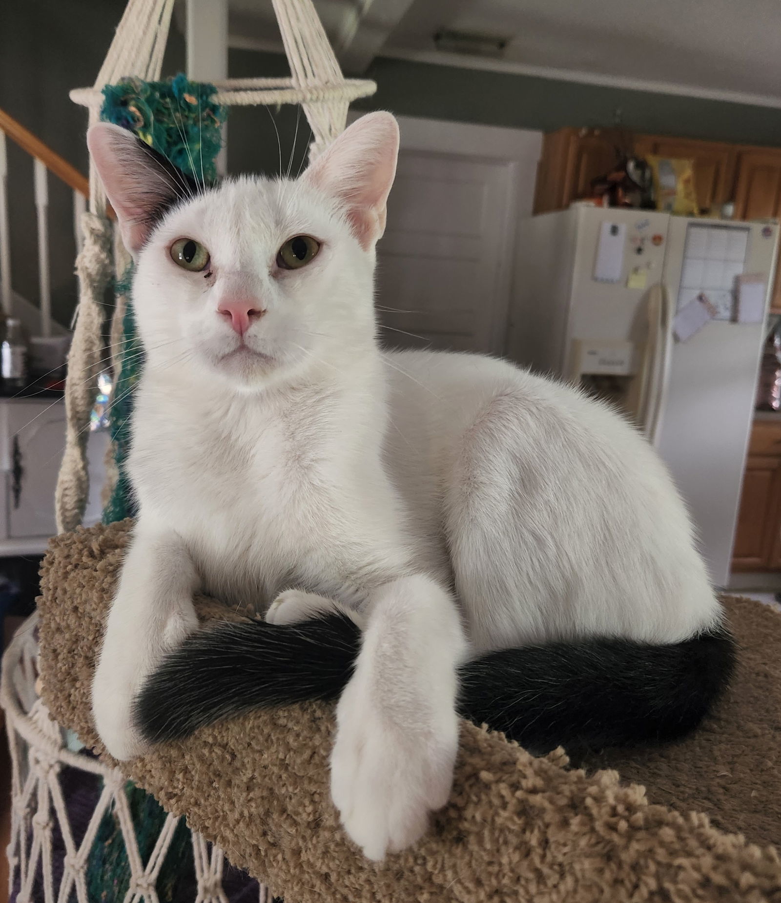 Westley, an adoptable Domestic Short Hair in Winter Garden, FL, 34787 | Photo Image 1