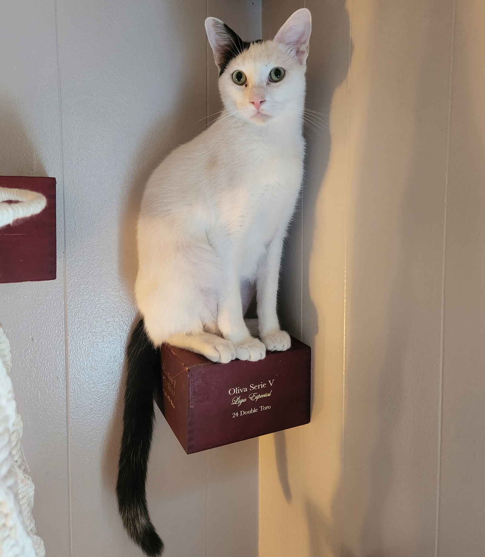 Westley, an adoptable Domestic Short Hair in Winter Garden, FL, 34787 | Photo Image 2