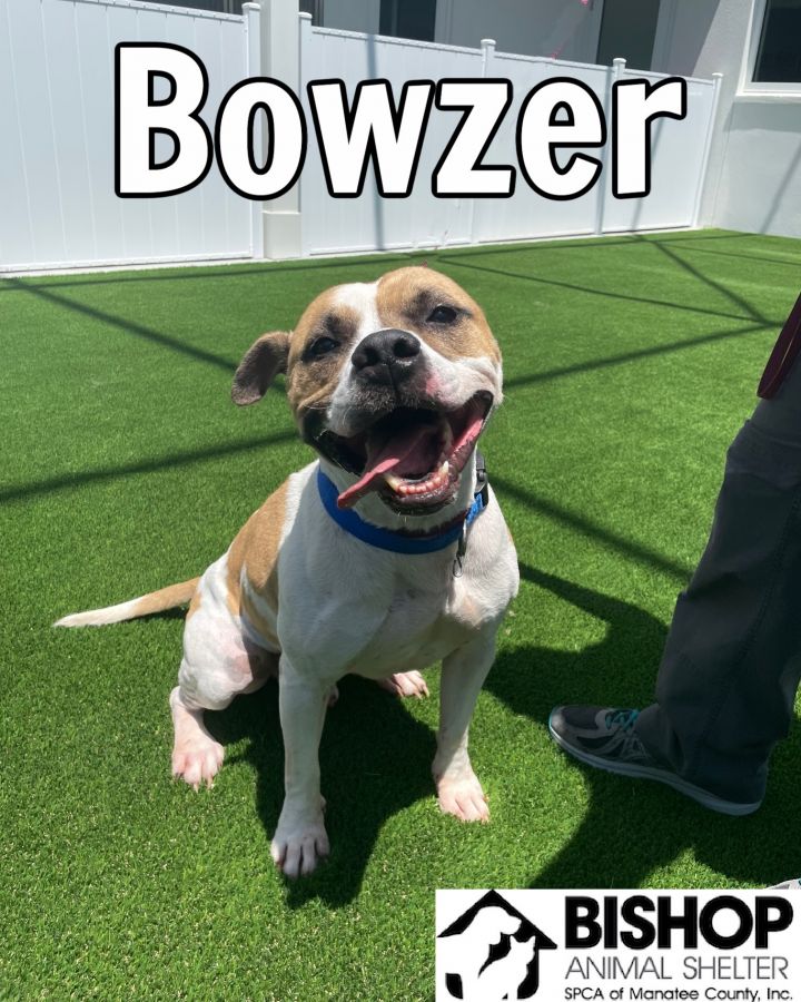 Dog For Adoption Bowzer A Mixed Breed In Bradenton Fl Petfinder