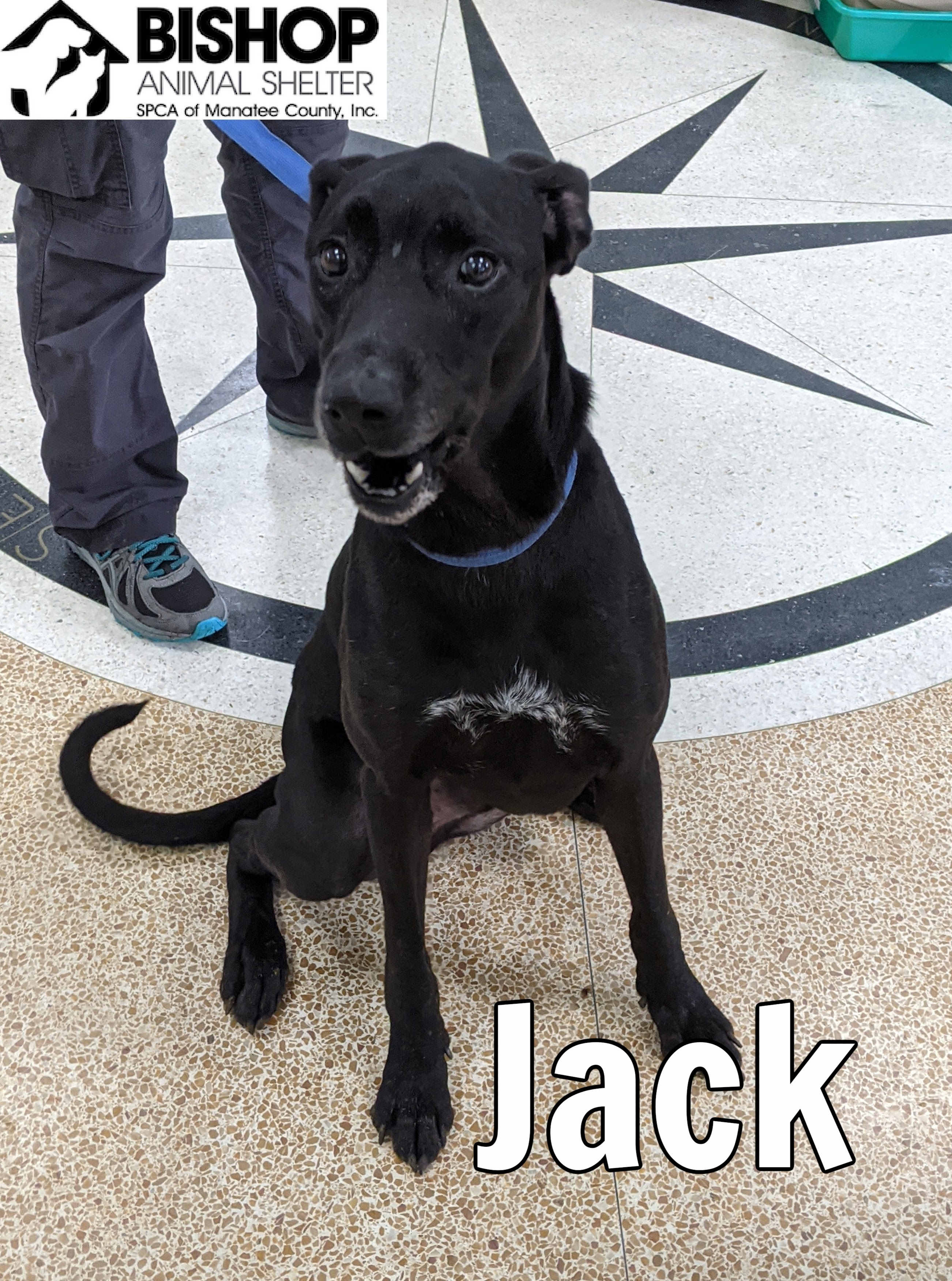 Jack, an adoptable Mixed Breed in Bradenton, FL, 34209 | Photo Image 1