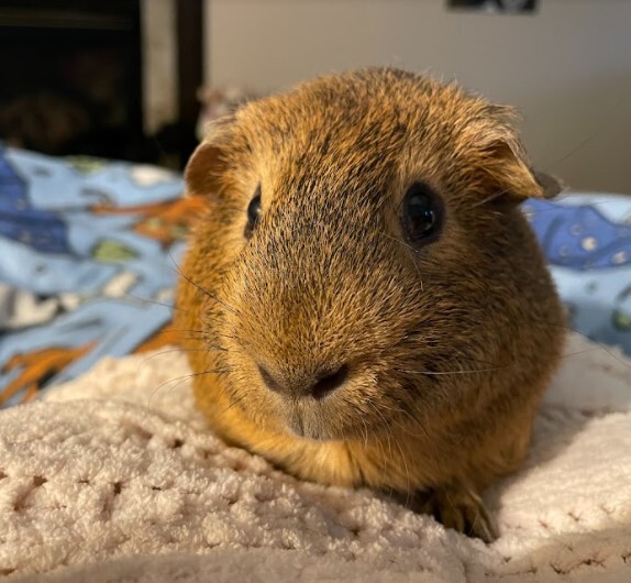 Sky, an adopted Guinea Pig in Saint Paul, MN_image-2
