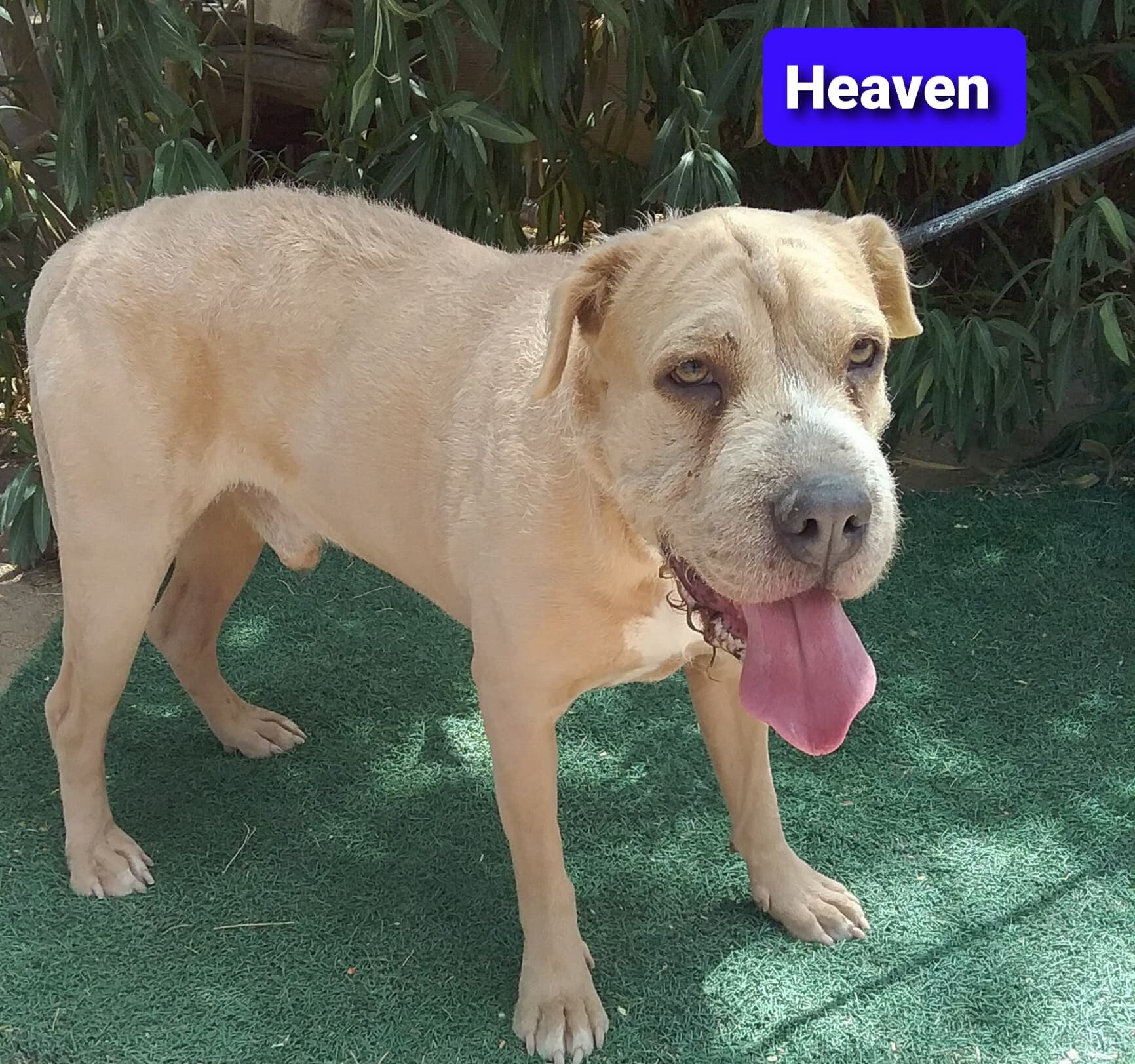 Heaven, an adoptable Shar-Pei, Wirehaired Terrier in Las Vegas, NV, 89136 | Photo Image 2