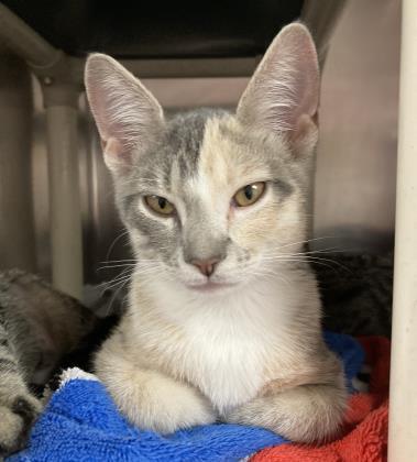 Cat for adoption - Penny, a Domestic Short Hair Mix in North Myrtle ...