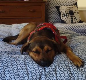 Rusty - fostered in Austin TX