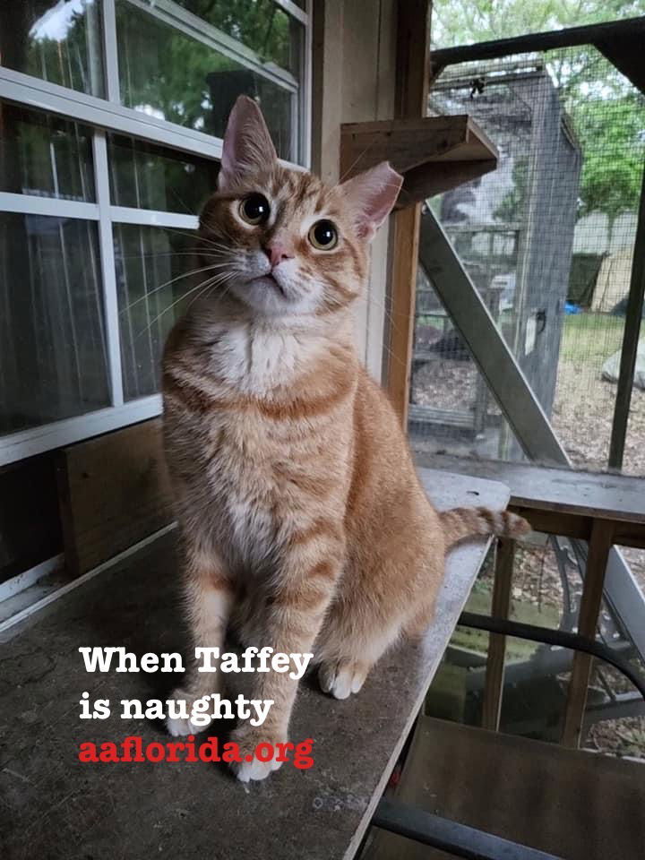 Taffey