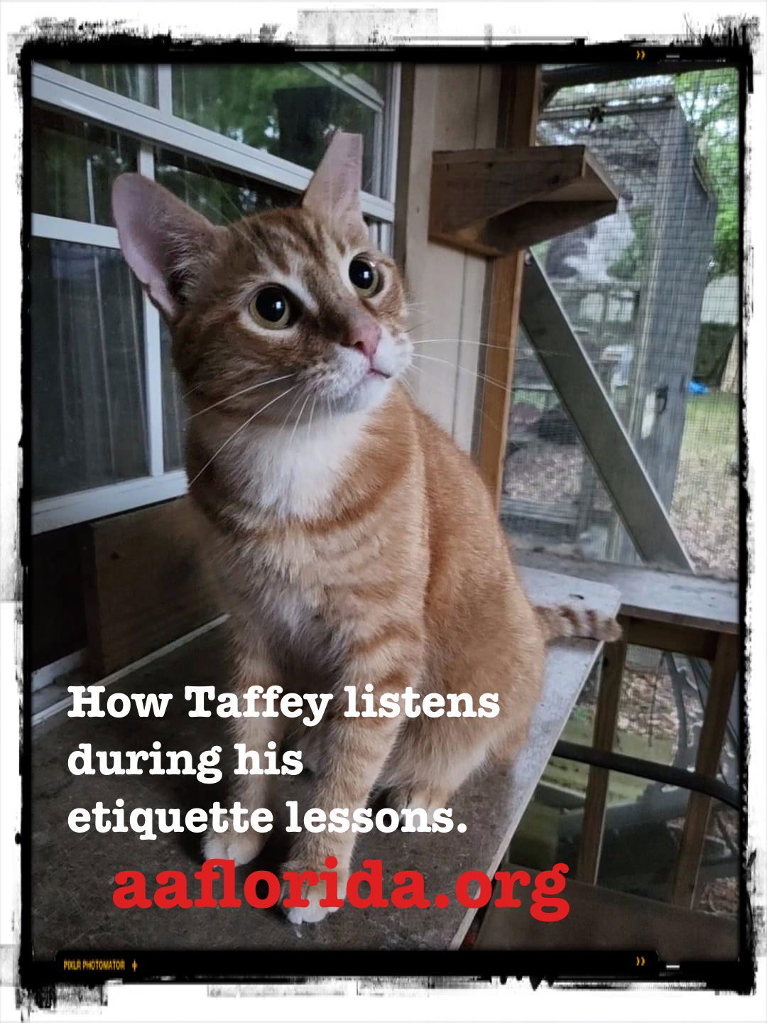 Taffey, an adoptable Tabby, Domestic Short Hair in Pensacola, FL, 32534 | Photo Image 2