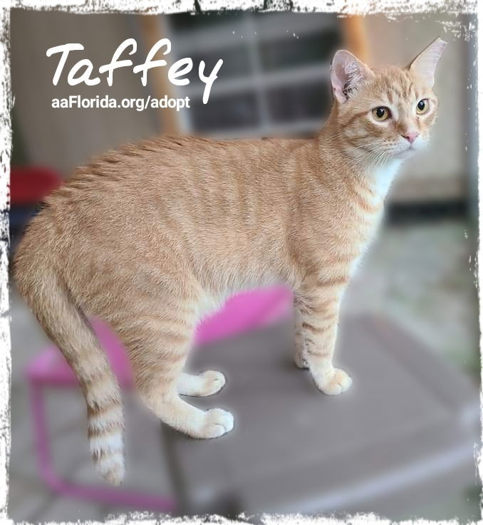 Taffey, an adoptable Tabby, Domestic Short Hair in Pensacola, FL, 32534 | Photo Image 3