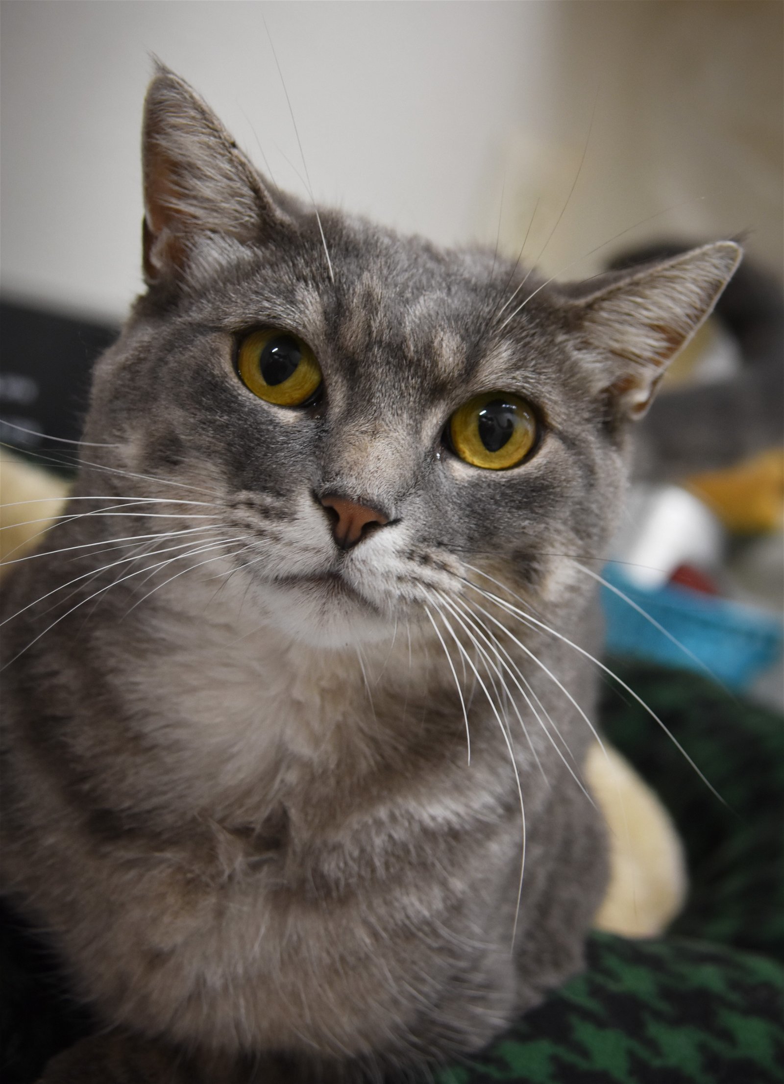 Cat for adoption - Nessie, a Domestic Short Hair Mix in Monticello, IA