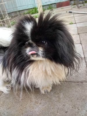 Petfinder 2024 japanese chin