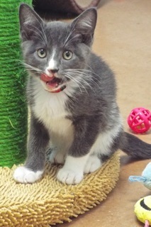 Clover, an adoptable Domestic Short Hair in Green Valley, AZ, 85614 | Photo Image 2