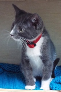 Clover, an adoptable Domestic Short Hair in Green Valley, AZ, 85614 | Photo Image 8