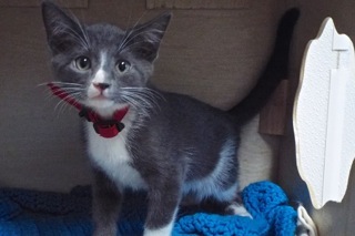 Clover, an adoptable Domestic Short Hair in Green Valley, AZ, 85614 | Photo Image 9