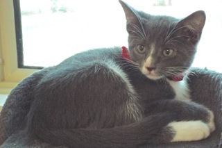 Clover, an adoptable Domestic Short Hair in Green Valley, AZ, 85614 | Photo Image 10