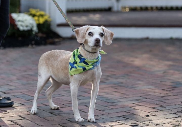 GIGI, an adoptable Beagle Mix in Hamilton, NJ_image-3