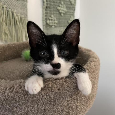 Bugsy, an adoptable Domestic Short Hair in Los Angeles, CA, 90016 | Photo Image 2