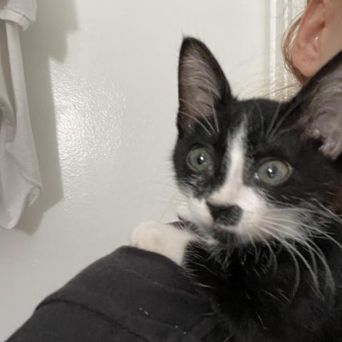 Bugsy, an adoptable Domestic Short Hair in Los Angeles, CA, 90016 | Photo Image 3