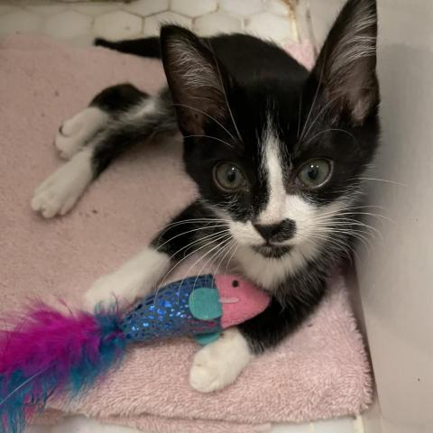 Bugsy, an adoptable Domestic Short Hair in Los Angeles, CA, 90016 | Photo Image 4