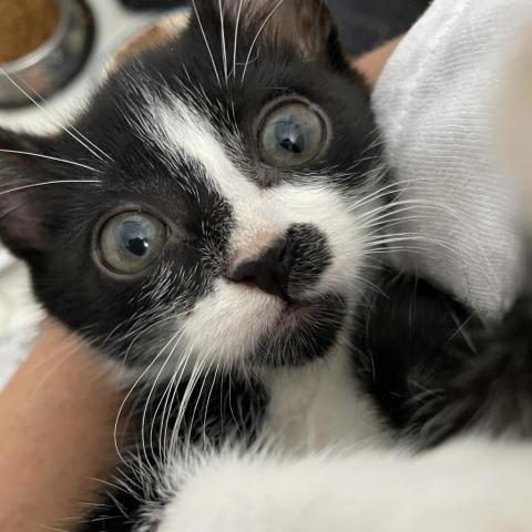 Bugsy, an adoptable Domestic Short Hair in Los Angeles, CA, 90016 | Photo Image 5