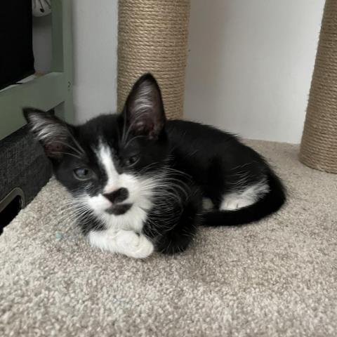 Bugsy, an adoptable Domestic Short Hair in Los Angeles, CA, 90016 | Photo Image 6