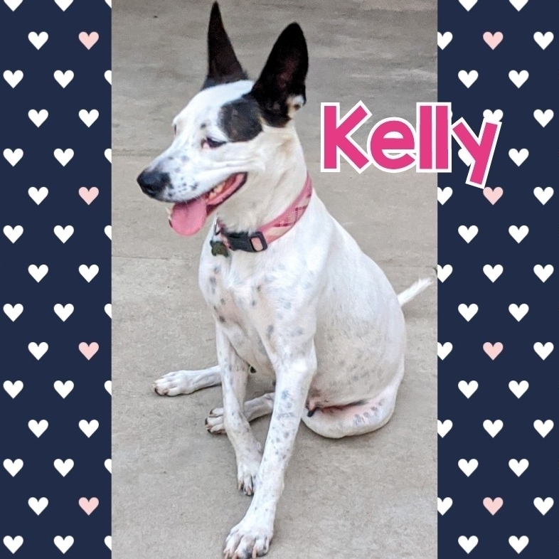 Kelly, an adoptable Australian Cattle Dog / Blue Heeler, Cattle Dog in Parlier, CA, 93648 | Photo Image 1