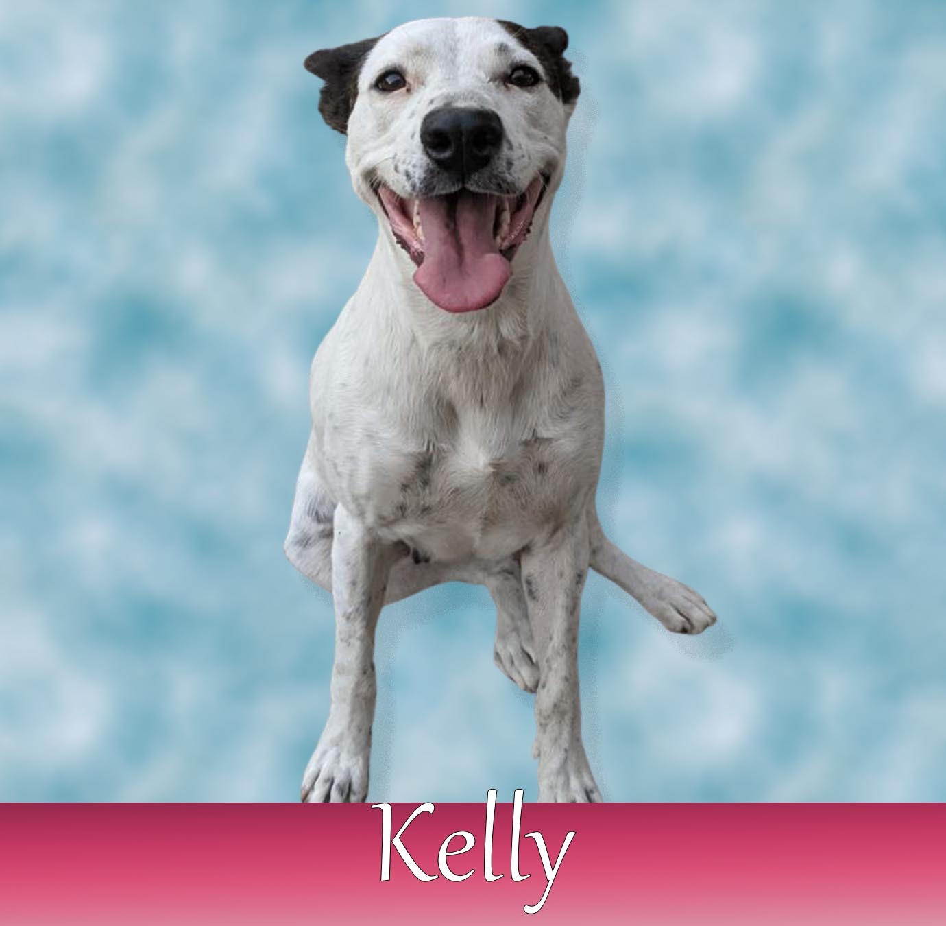 Kelly, an adoptable Australian Cattle Dog / Blue Heeler, Cattle Dog in Parlier, CA, 93648 | Photo Image 2