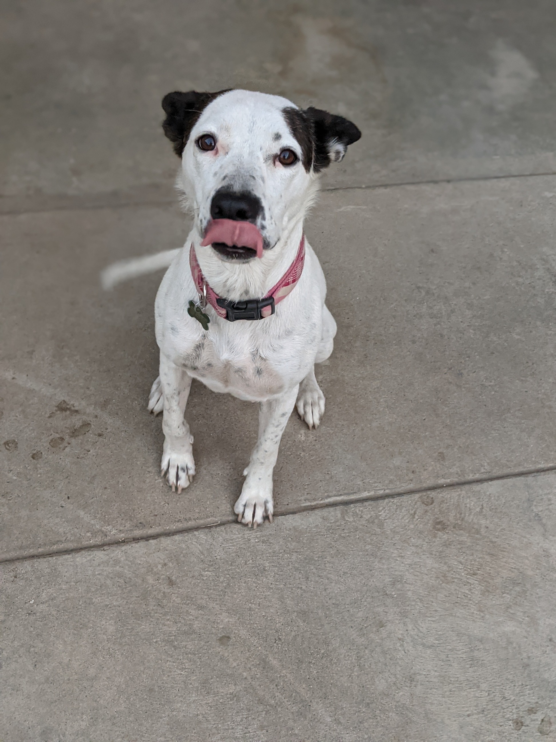 Kelly, an adoptable Australian Cattle Dog / Blue Heeler, Cattle Dog in Parlier, CA, 93648 | Photo Image 4