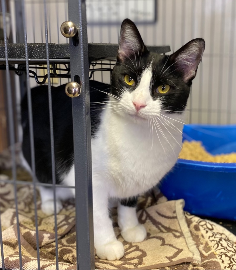 Rebel, an adoptable Domestic Short Hair in Portland, IN, 47371 | Photo Image 1