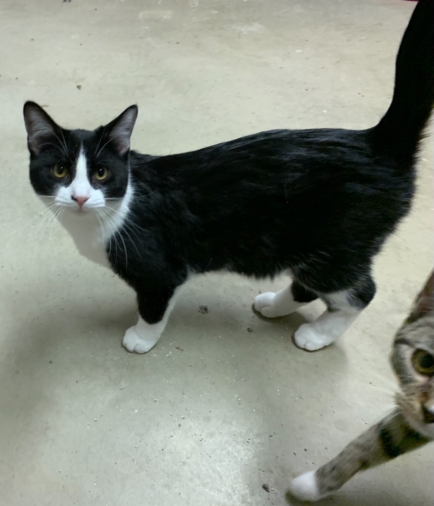 Rebel, an adoptable Domestic Short Hair in Portland, IN, 47371 | Photo Image 2