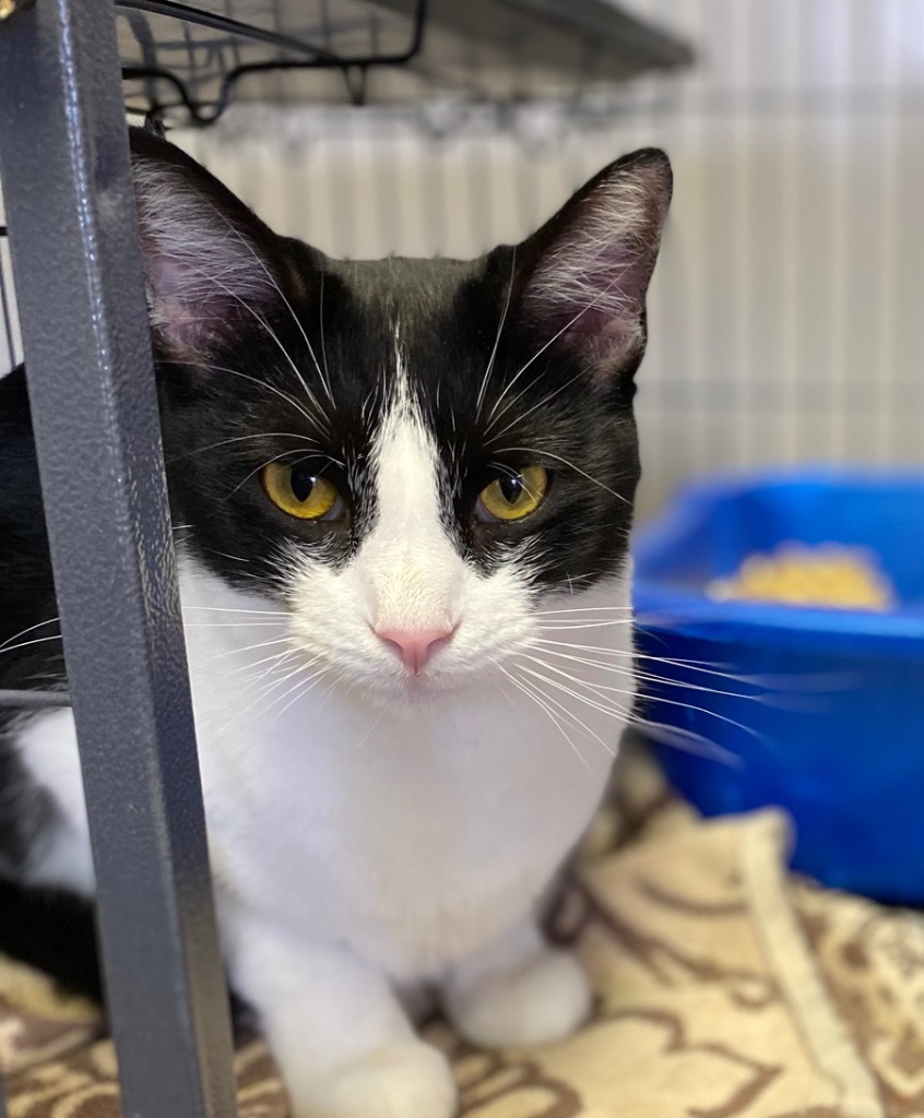 Rebel, an adoptable Domestic Short Hair in Portland, IN, 47371 | Photo Image 4