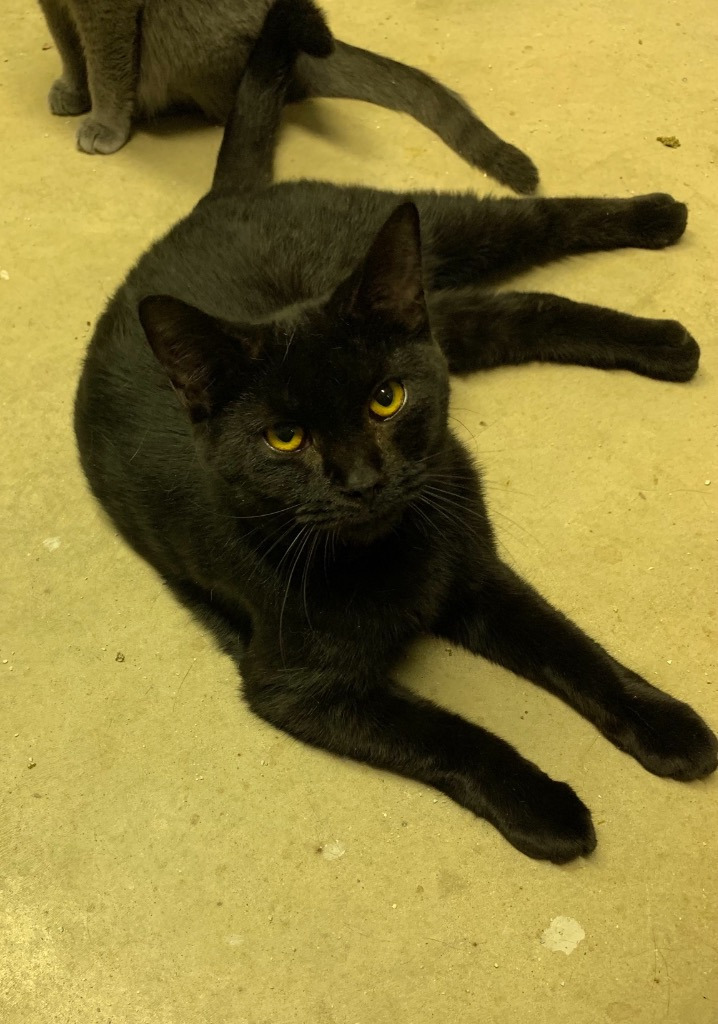 Tempest, an adoptable Domestic Short Hair in Portland, IN, 47371 | Photo Image 1