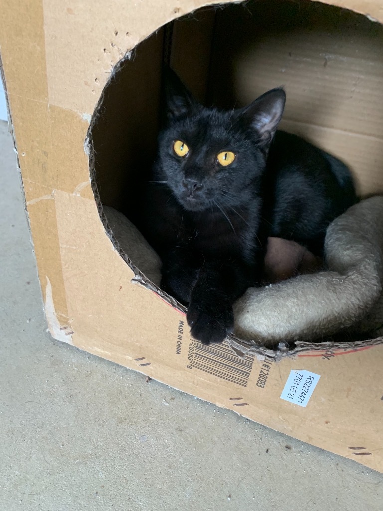 Tempest, an adoptable Domestic Short Hair in Portland, IN, 47371 | Photo Image 2