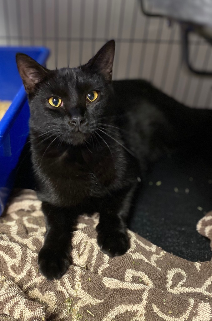 Tempest, an adoptable Domestic Short Hair in Portland, IN, 47371 | Photo Image 3