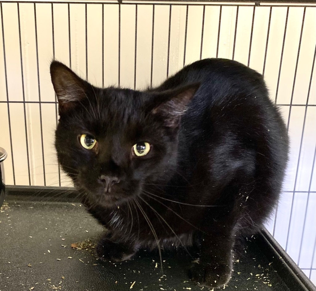 Tempest, an adoptable Domestic Short Hair in Portland, IN, 47371 | Photo Image 4