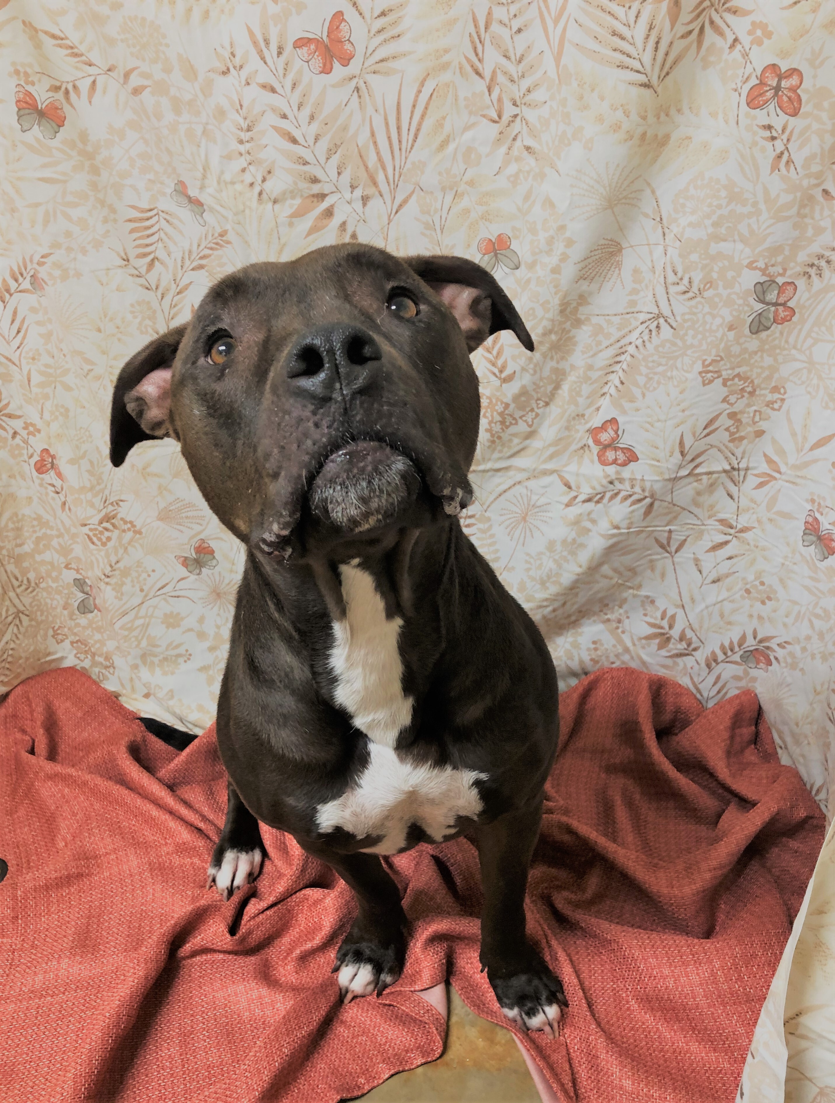 Suzie, an adoptable Staffordshire Bull Terrier in Hot Springs, AR, 71901 | Photo Image 1