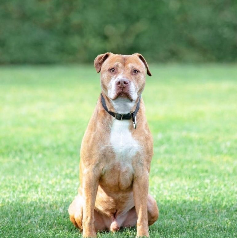 Theodore, an adoptable Pit Bull Terrier in Concord, CA, 94518 | Photo Image 1