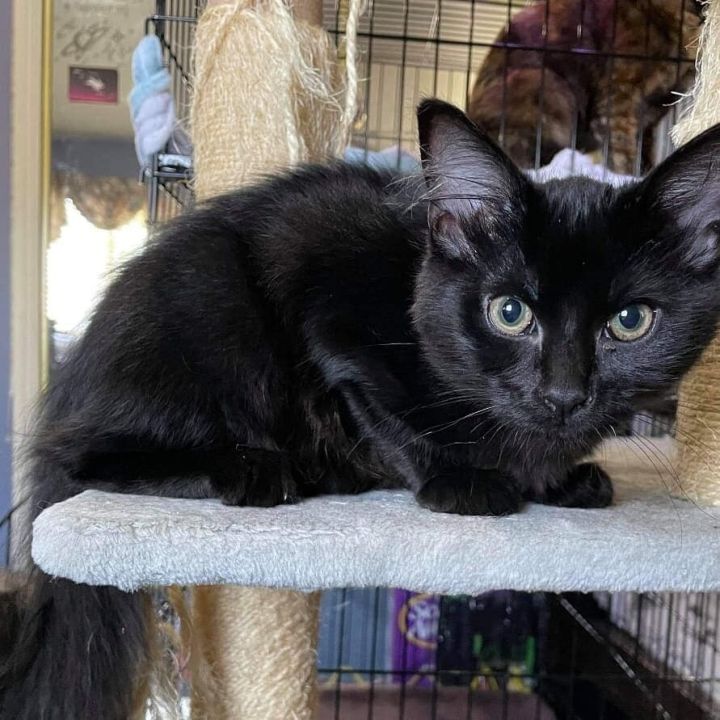 Midnight, an adopted Domestic Short Hair in Covina, CA_image-1