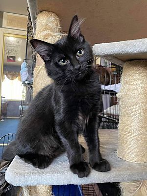 Midnight, an adopted Domestic Short Hair in Covina, CA_image-3