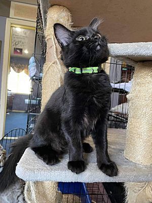 Midnight, an adopted Domestic Short Hair in Covina, CA_image-4