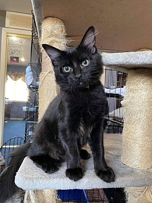 Midnight, an adopted Domestic Short Hair in Covina, CA_image-5