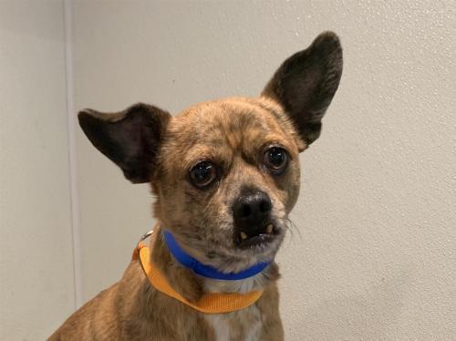 I1353611, an adoptable Chihuahua in Pomona, CA, 91766 | Photo Image 1