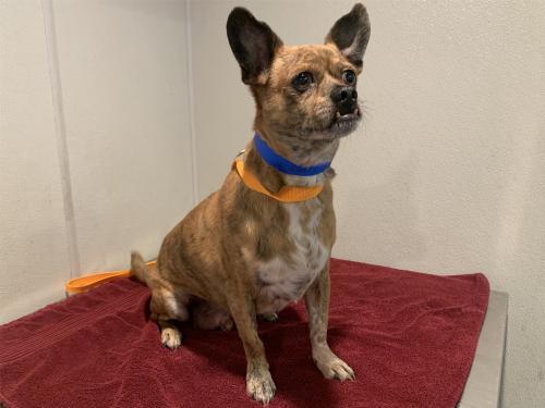 I1353611, an adoptable Chihuahua in Pomona, CA, 91766 | Photo Image 2